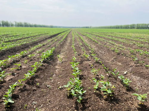 齊齊哈爾創新模式，為牲畜供需雙方搭建火熱銷售橋梁