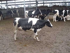 自助貿(mào)易平臺與互聯(lián)網(wǎng)文化活動 推動牲畜養(yǎng)殖產(chǎn)業(yè)鏈優(yōu)化升級